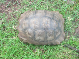 Chato tortoise