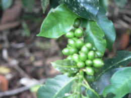 Coffee beans
