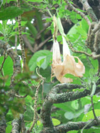 Angel’s trumpet