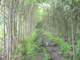 Pepe's lecture about tortoises