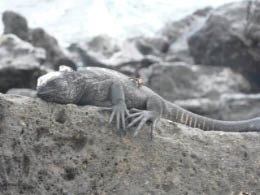 Marine Iguana