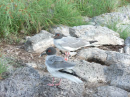 Swallow-tail gull