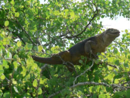 Tree Iguana