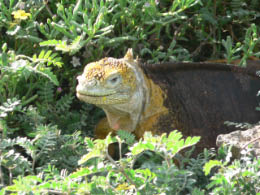 Land iguana