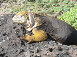 Land Iguana