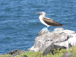 Blue footed boobie
