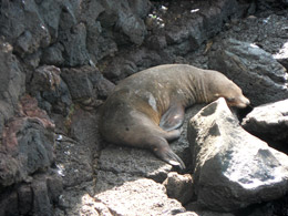 Our first tortoise spotting