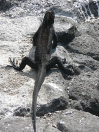 Marine Iguana
