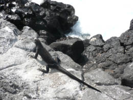 Marine Iguana