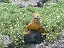 Tree Iguana