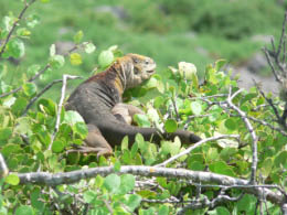 Tree Iguana