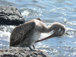 Brown Pelican