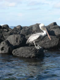 Brown Pelican