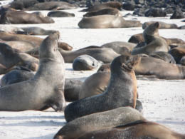 Sea lions on Santa Fe Island