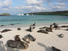 Sea lions on Santa Fe Island
