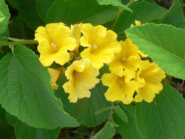 Iguana on Santa Fe Island