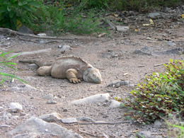 Iguana on Santa Fe Island