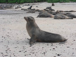 Sealion on the beach