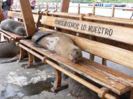 Sea Lions relaxing on the dock