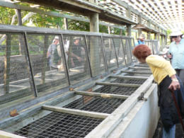 Fran checking out the tortoises