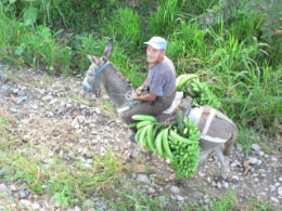 Donkey man