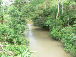 Jungle stream