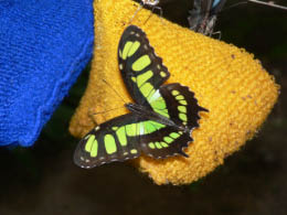 Yachana Butterfly House