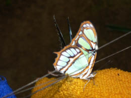 Yachana Butterfly House