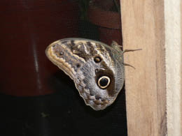 Yachana Butterfly House