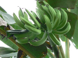 Shaman's bananas