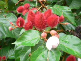 Fruit used for face painting