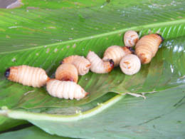 Delicious grubs (jungle bacon)