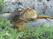 Iguana