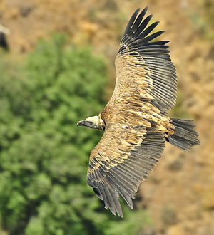 Griffon Vulture