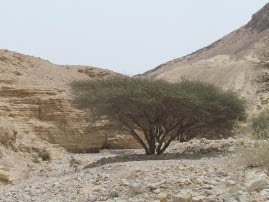 Acacia tree