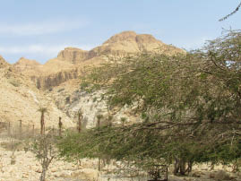 En Gedi Nature Reserve