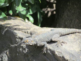 Israeli lizard