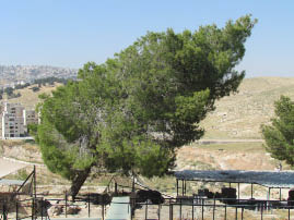 Driving back to Jerusalem