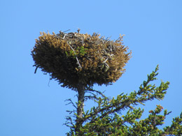 Osprey Nest