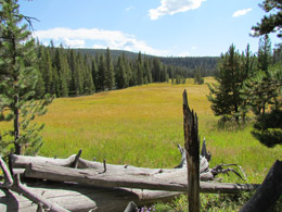 Trail to Lone Star Geyser