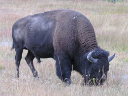 Buffalo in Yellowstone