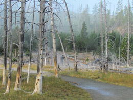 Artist Paint Pot trail