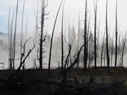 Artist Paint Pot trail