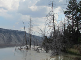 Mammoth Hot Springs Terraces