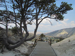 Mammoth Hot Springs Terraces