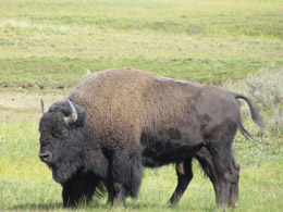 Another Buffalo Sghting