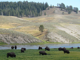 Another Buffalo Sghting