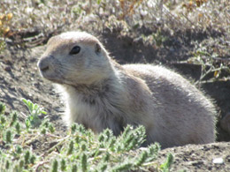 Prairie Dog--Theodore Roosevelt NP