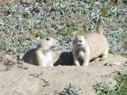 Prairie Dogs