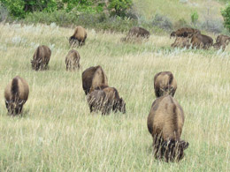 Buffalo Herd